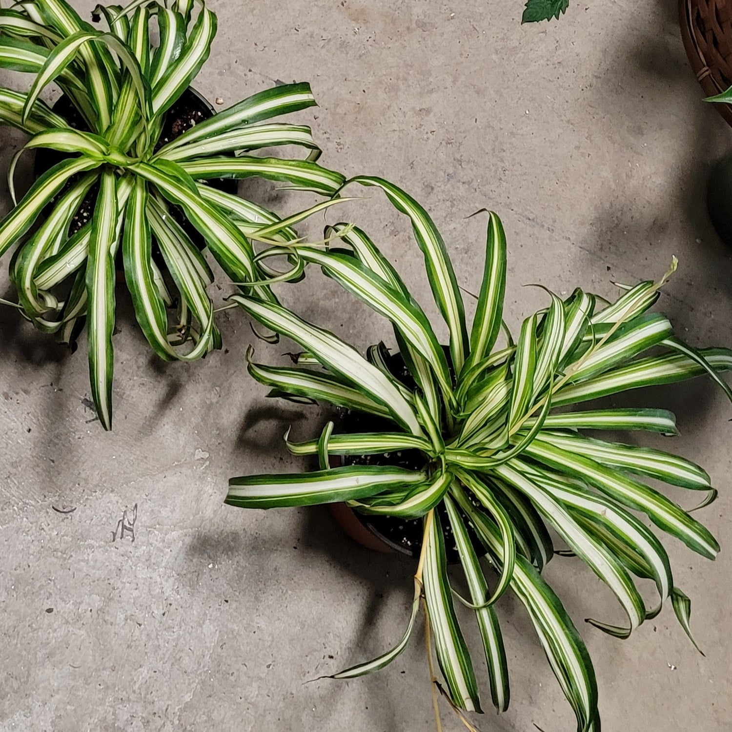 Curly Spider Plant