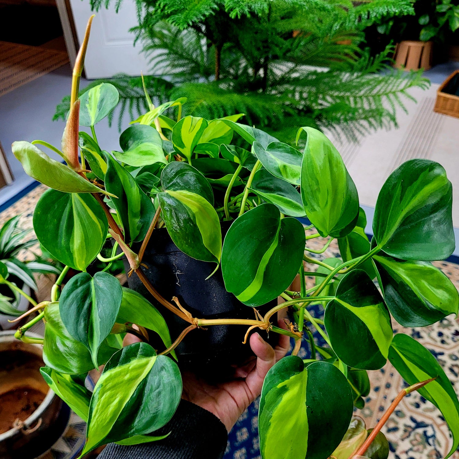Brazil Philodendron