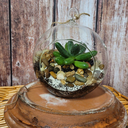 Succulent - Hanging Glass