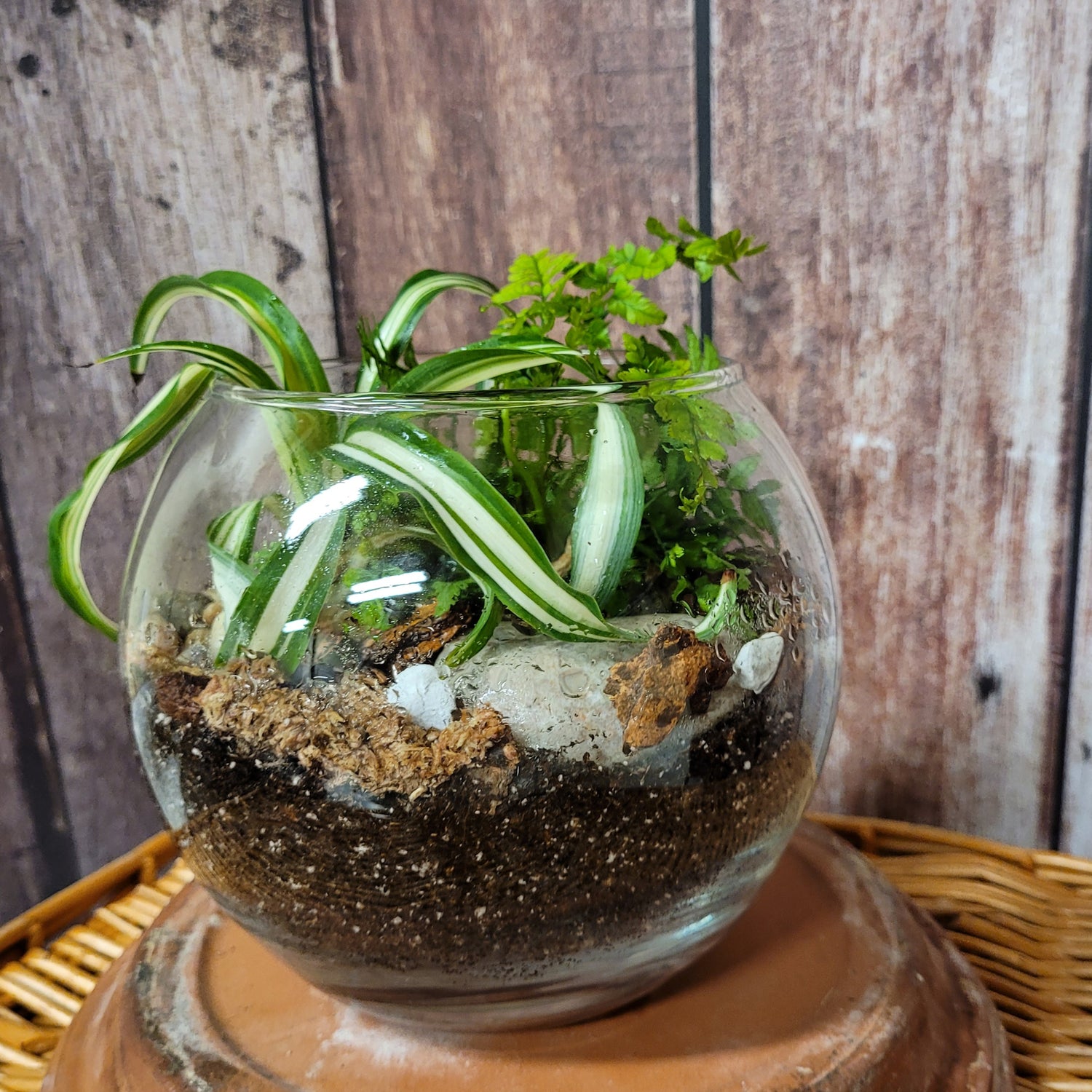 Glass Fishbowl Planting - Small